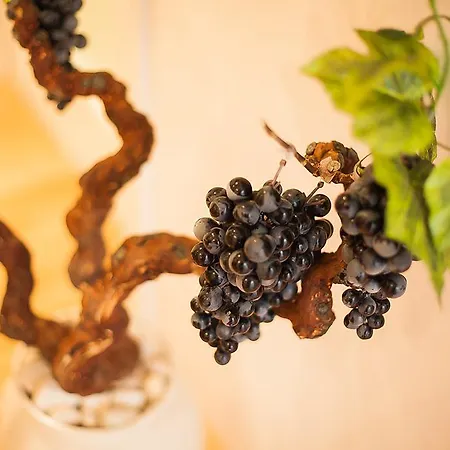 Vineyard Of Sibenik